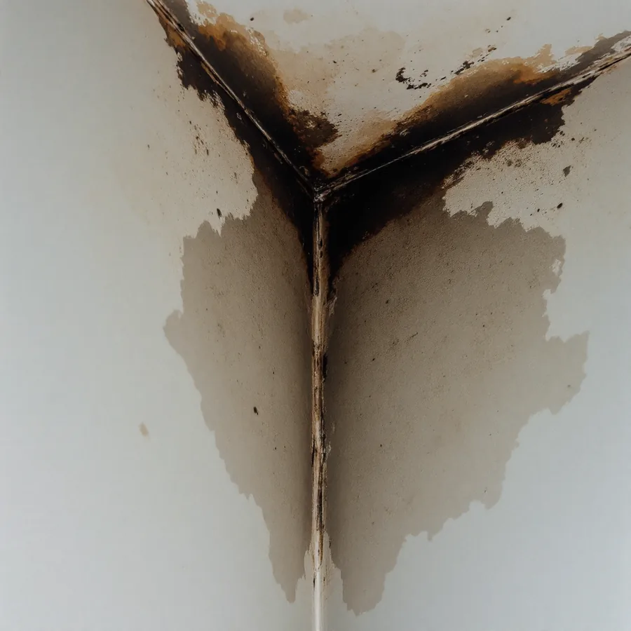 Damp discoloured corner where a painted wall meets the ceiling, with dark patchy staining spreading along the join and paint slightly blistered